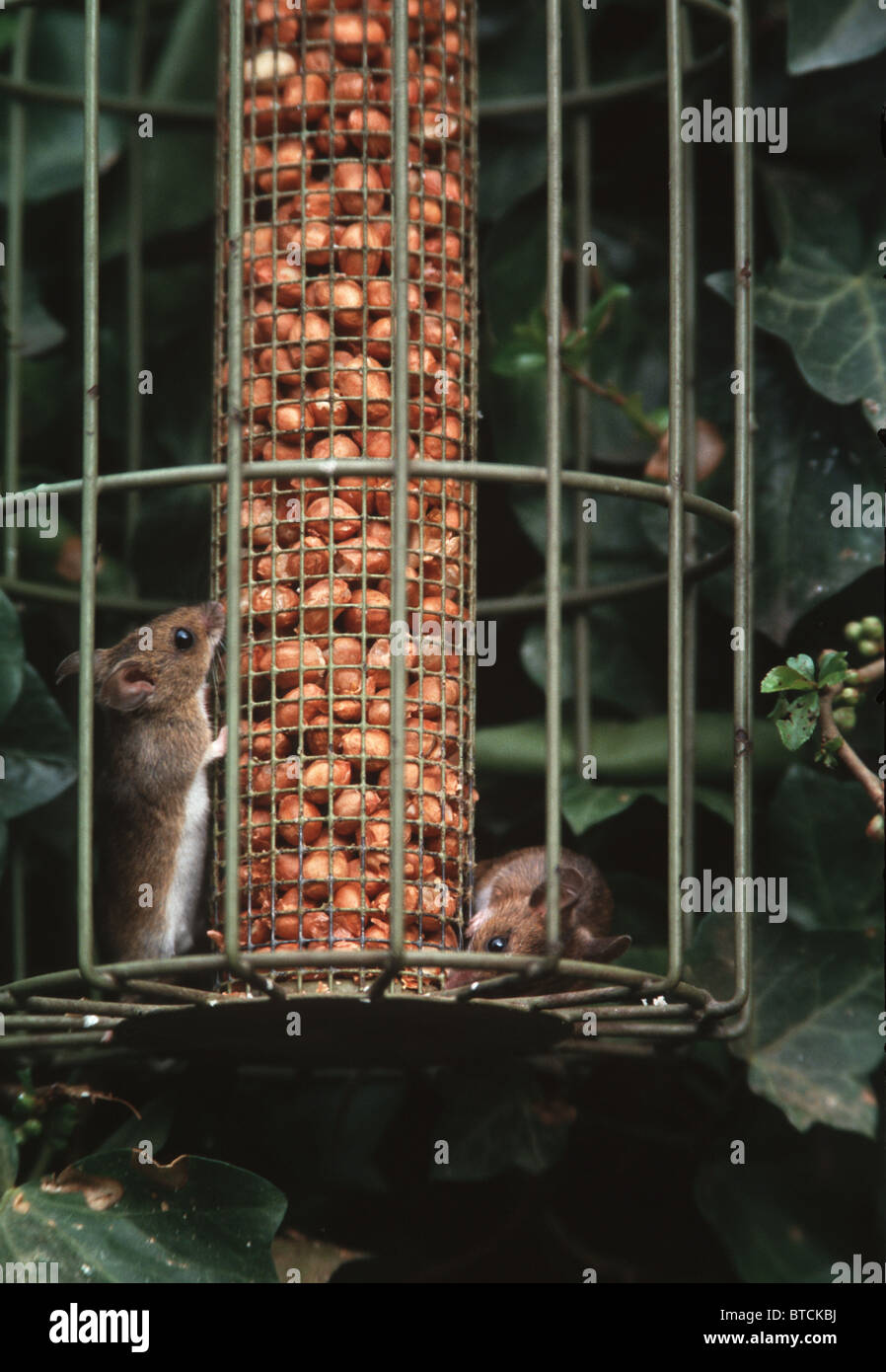 Wood mouse eating nuts Stock Photo Alamy