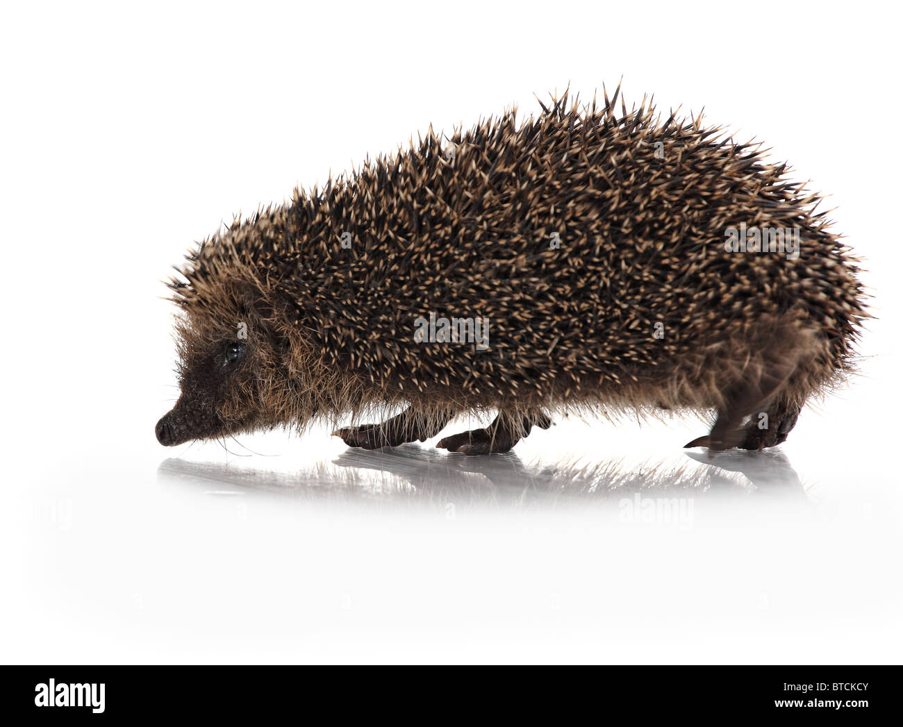 wild hodgehog on white background Stock Photo