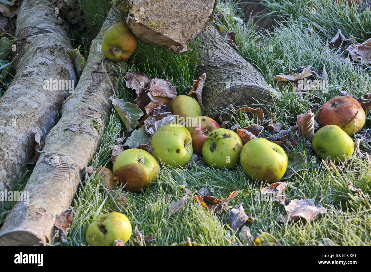 windfall apples in an english garden on a frosty morning during Autumn. Stock Photo