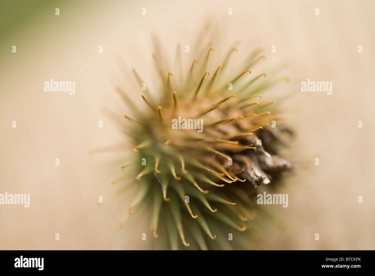 Burdock (Arctium minus). Seed head or fruit. Stock Photo