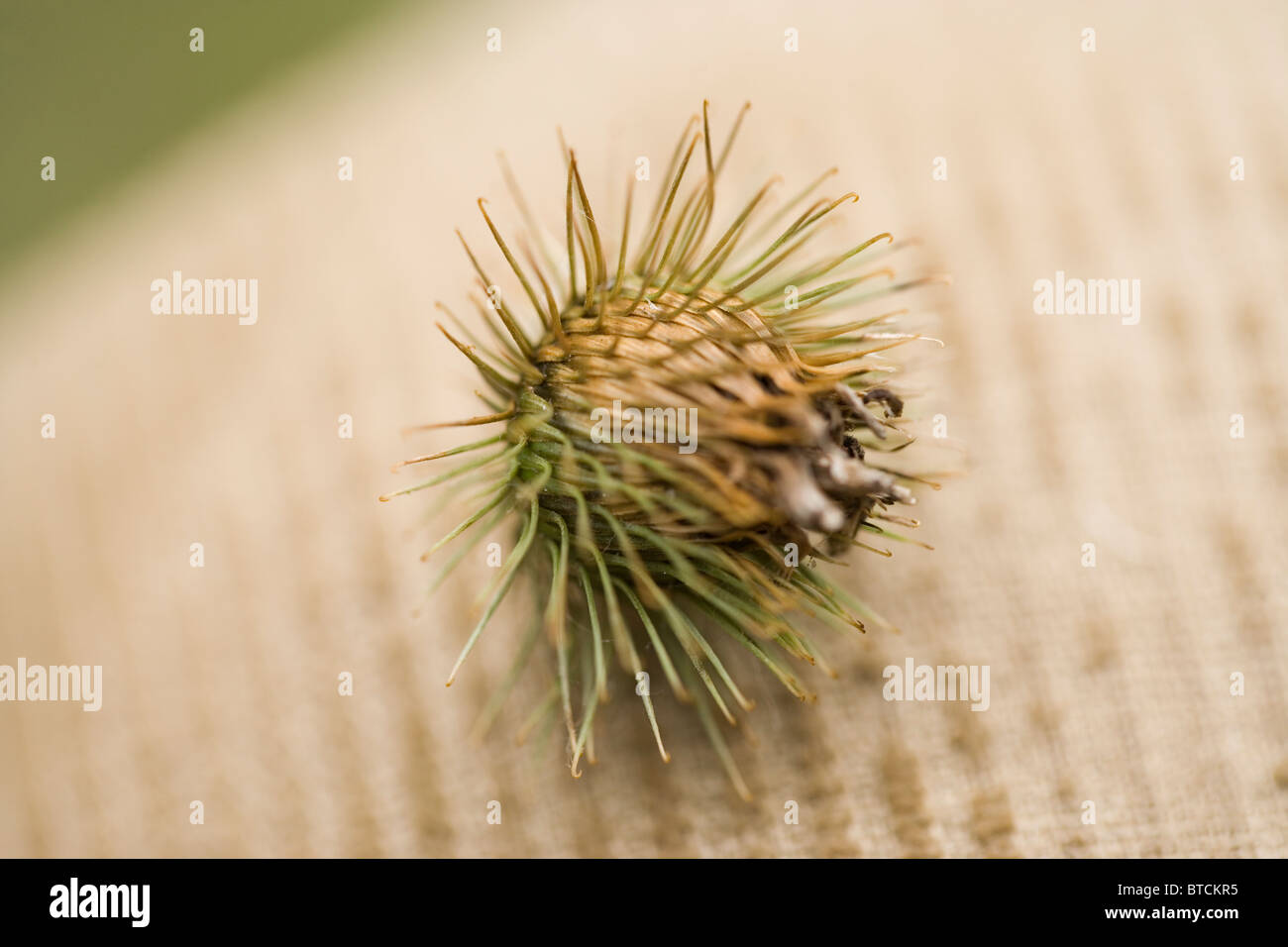 Burdock (Arctium minus). Seed head or fruit attached by 'hooks' to clothing. Stock Photo