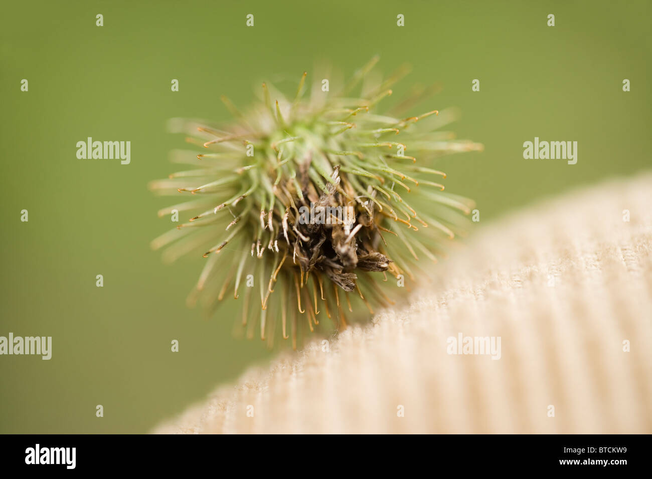 Burdock (Arctium minus). Seed head or fruit attached by 'hooks' to clothing. Stock Photo