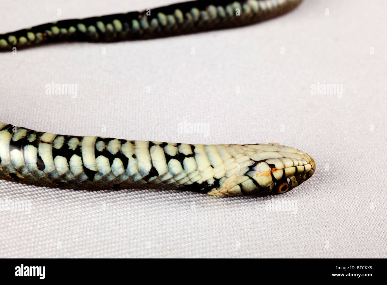 Grass snake juvenile playing dead, Alvao, Portugal - Stock Image -  C041/6117 - Science Photo Library