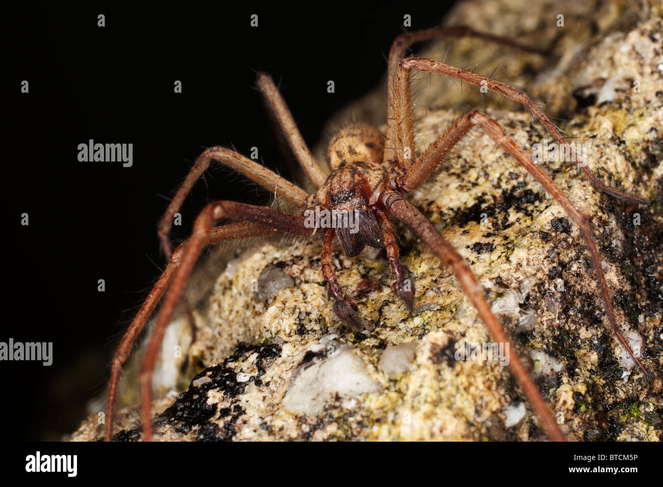 House Spider (Tegenaria Domestica) in Cornwall. Jack Moon Photography Stock Photo