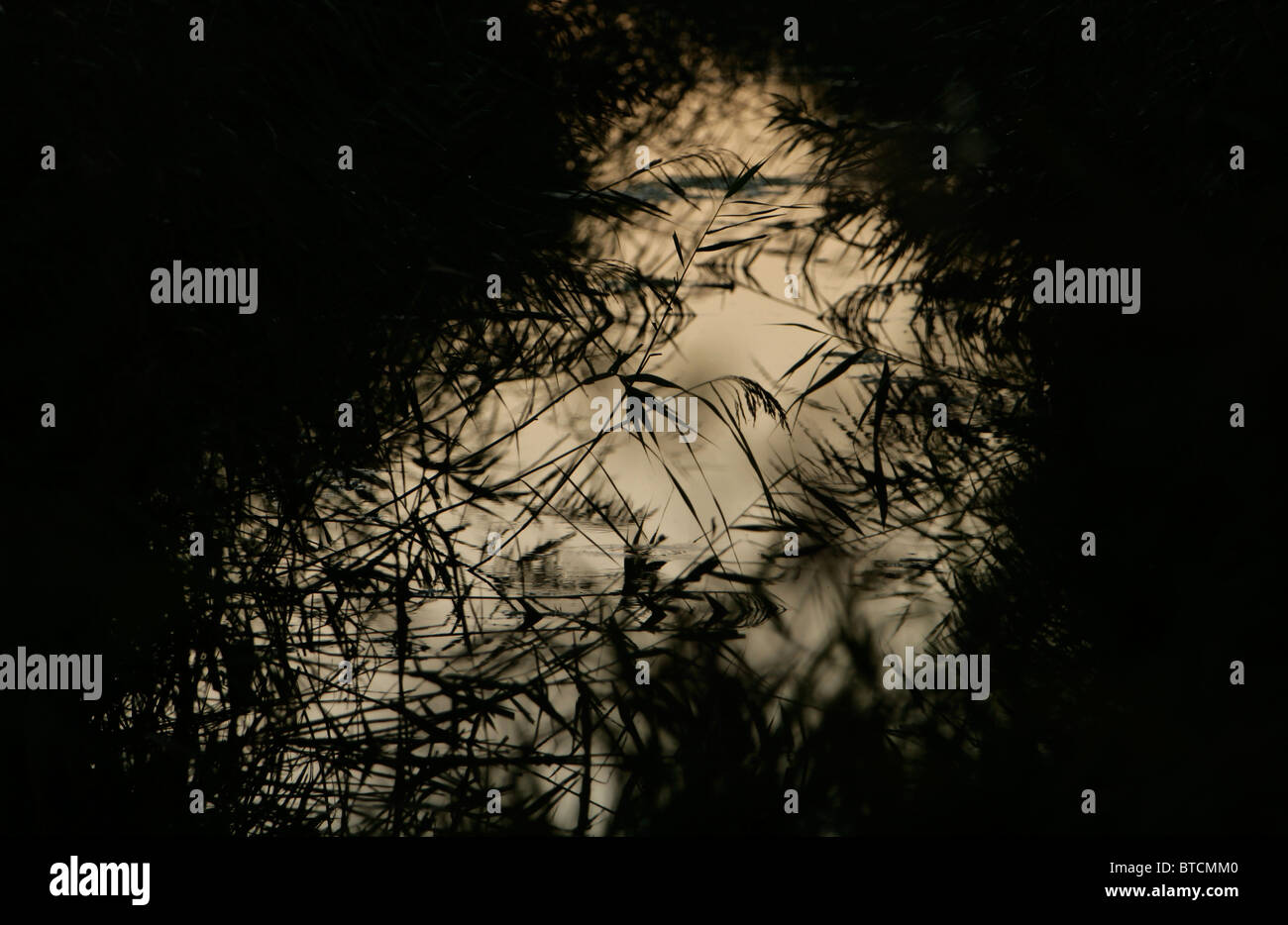 Reed and water in the evening light Stock Photo - Alamy