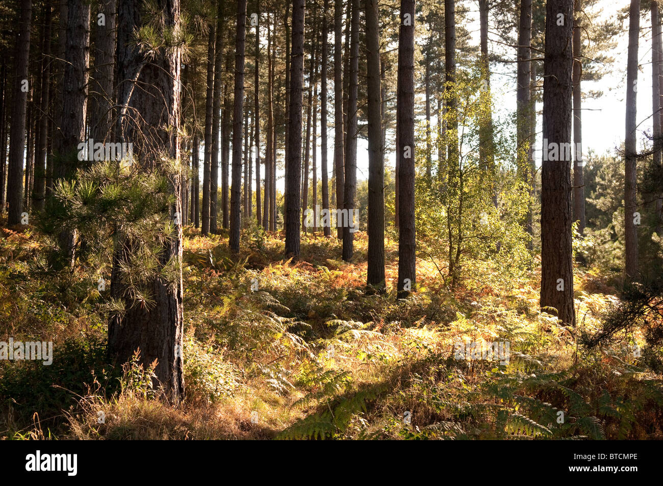 Forestry Commission plantation forest in Sherwood Forest