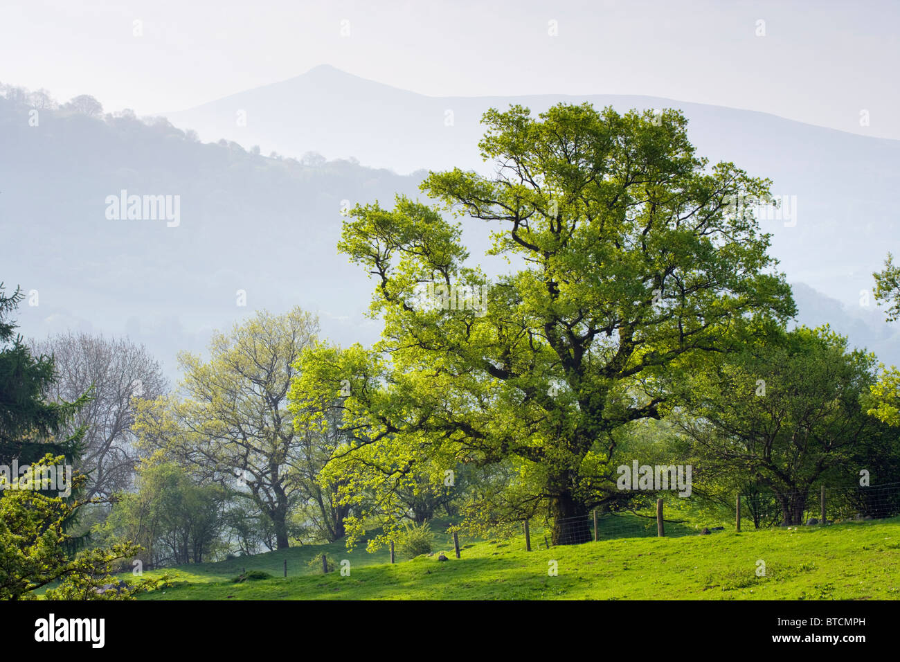 Oak tree with Sugar Loaf (Y Fal) in background, near Crickhowell, Powys, Wales, UK Stock Photo