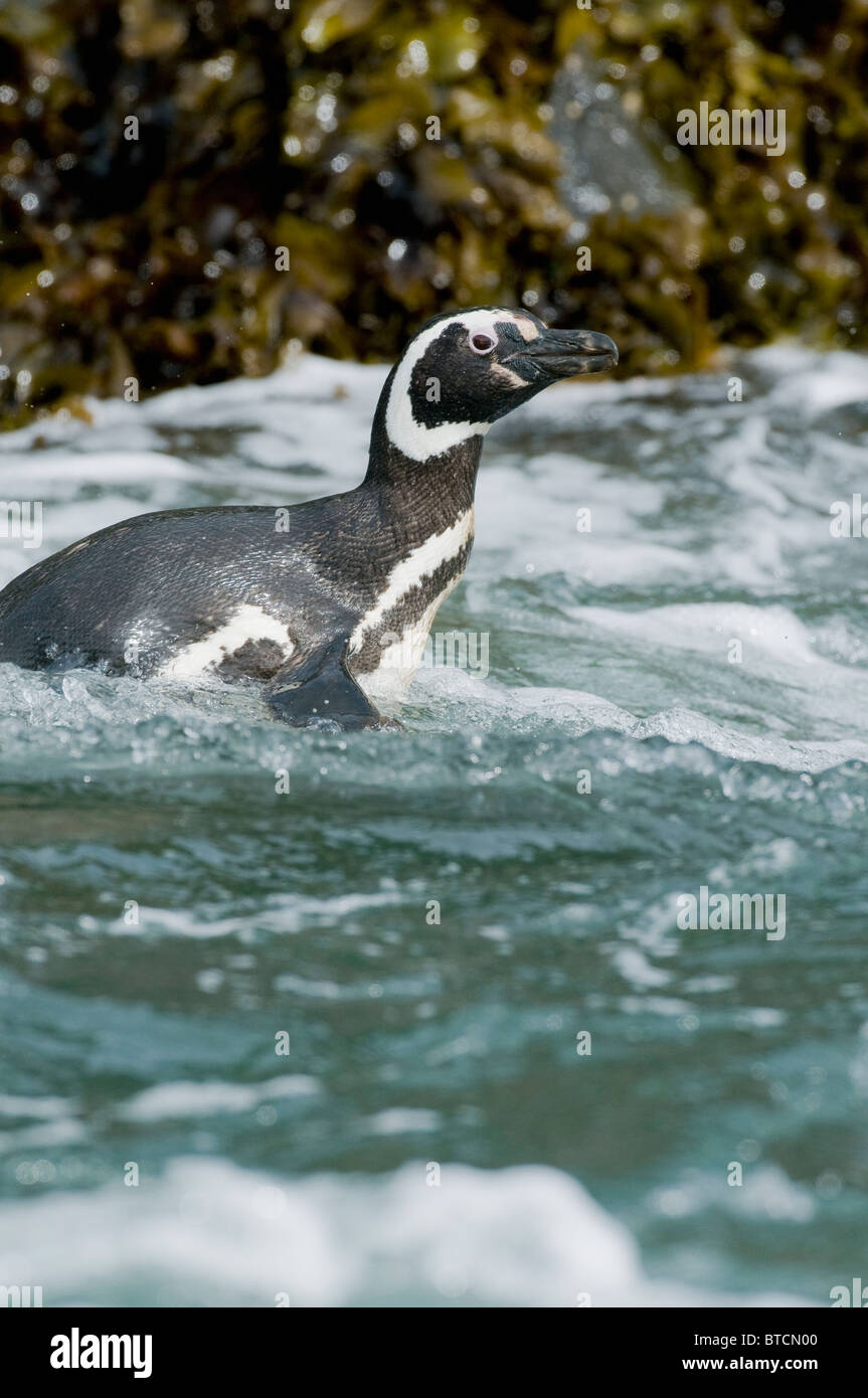 Magellanic Penguin (Spheniscus magellanicus) Entering the sea, Chiloe Island, CHILE Stock Photo
