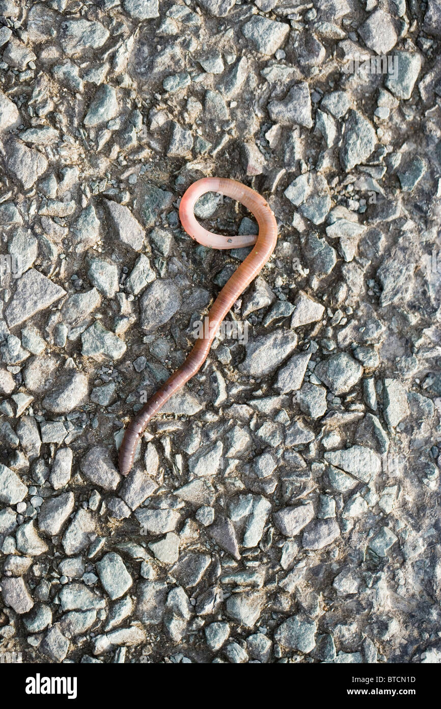 Earthworm (Lumbricus sp.) Stranded on road surface after a heavy rainfall. Stock Photo