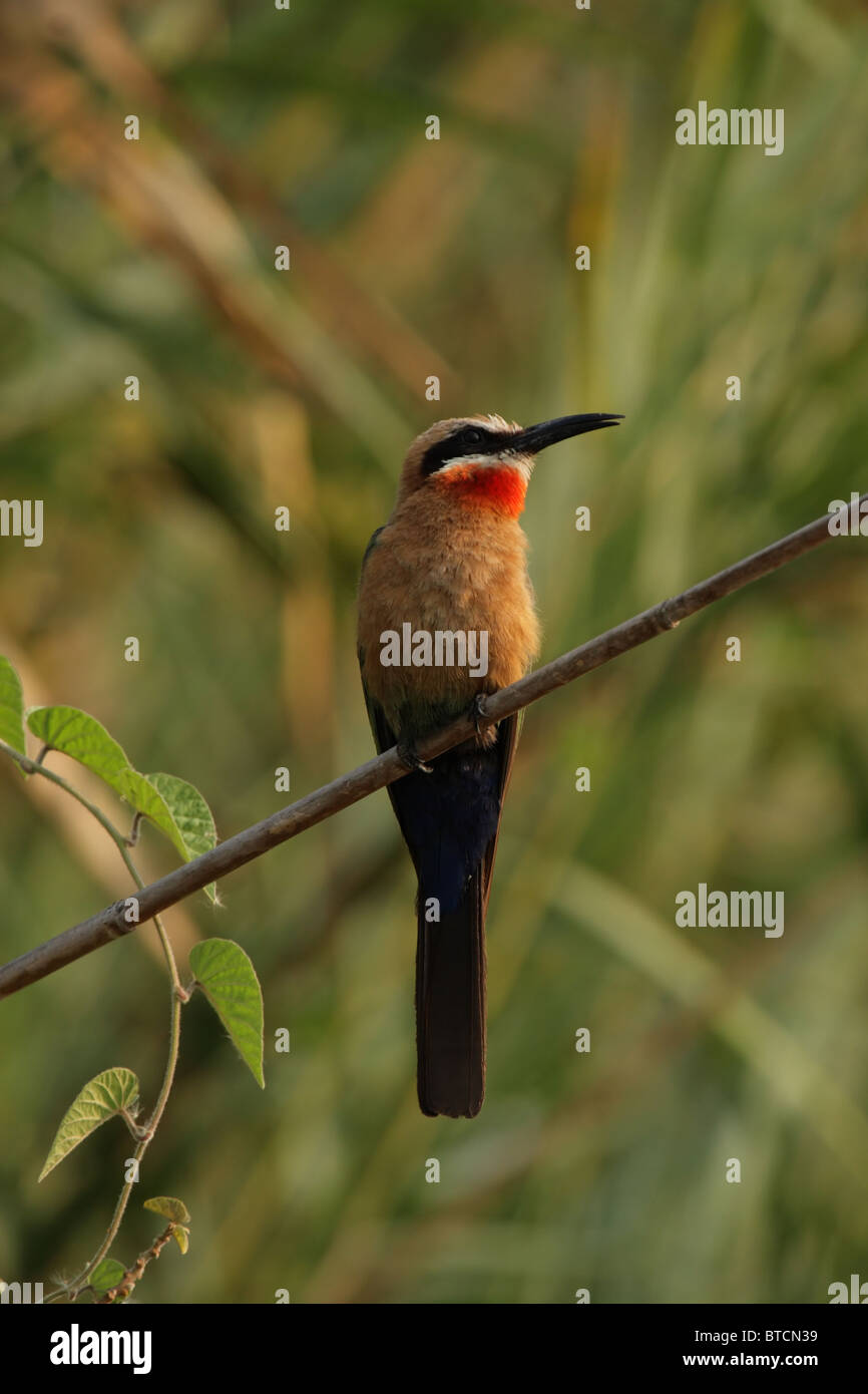 White-fronted Bee-eater (Merops bullockoides) in the Okavango Delta ...