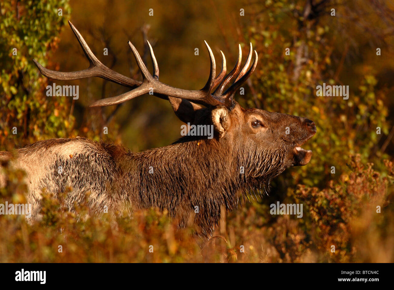 An Elk bugling during the autumn rut in Colorado. Stock Photo