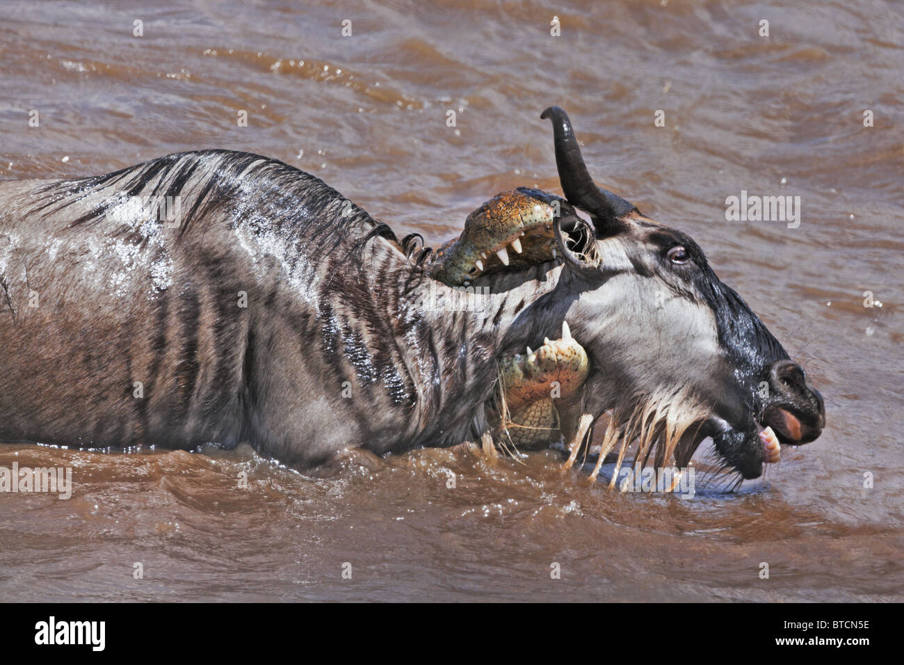 Crocodile (Crocodylus niloticus) Catching Blue Wildebeest (Connochaetes taurinus) in the Masai Mara National Reserve. Kenya Stock Photo