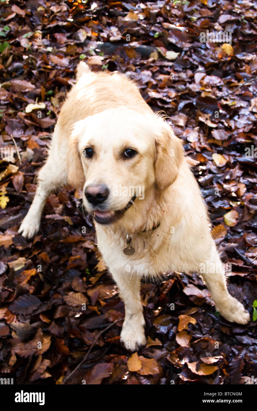A golden retriever in the gold leaves of autumn Stock Photo - Alamy