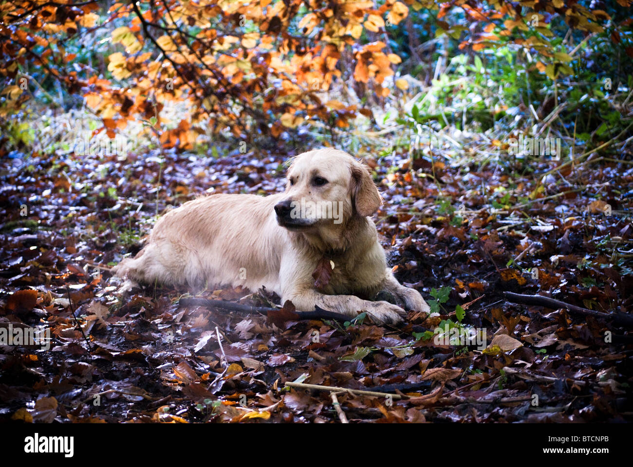 A golden retriever in the gold leaves of autumn Stock Photo - Alamy