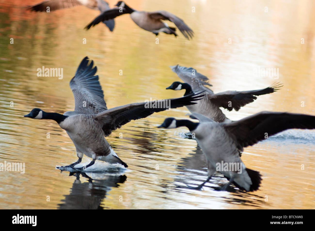 Canada geese land on the lake with Autumn colours reflecting in the water. West Midlands, UK. Stock Photo