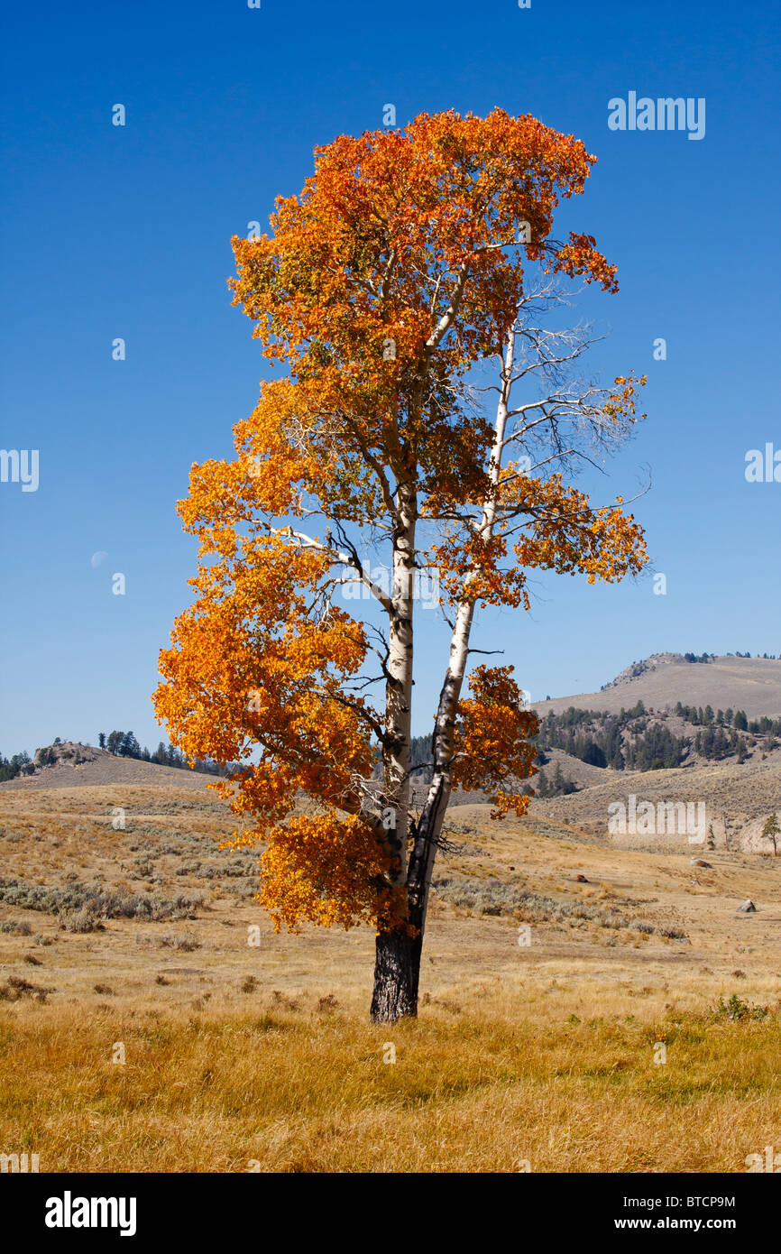 Aspen tree with fall colors in Yellowstone Stock Photo Alamy