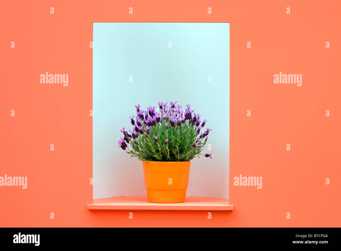 Flower pot with blue lavender in the orange and white wall frame. Stock Photo