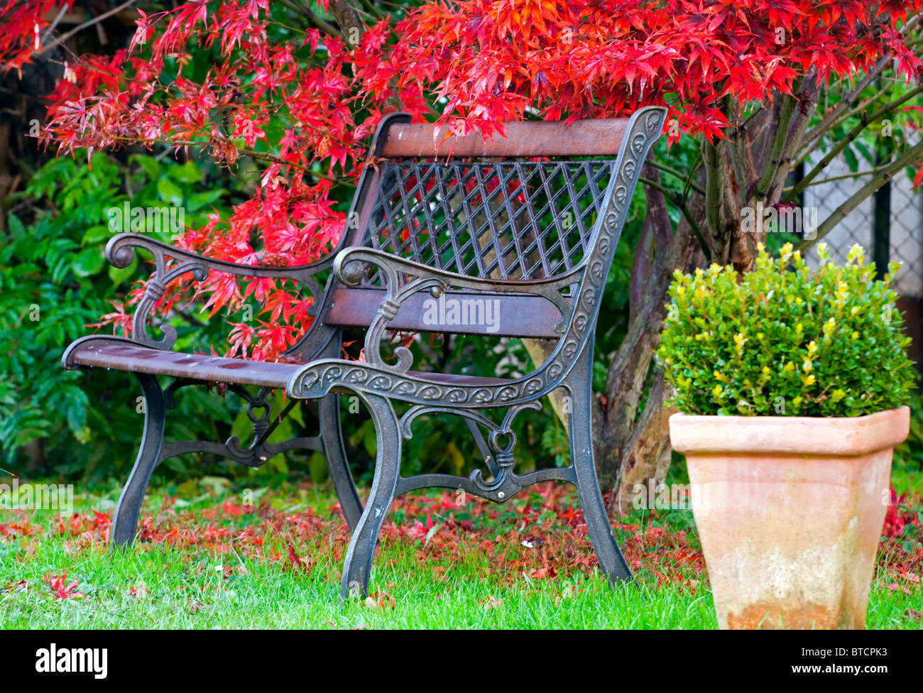 Wooden bench under the maple tree in the autumn park. Stock Photo