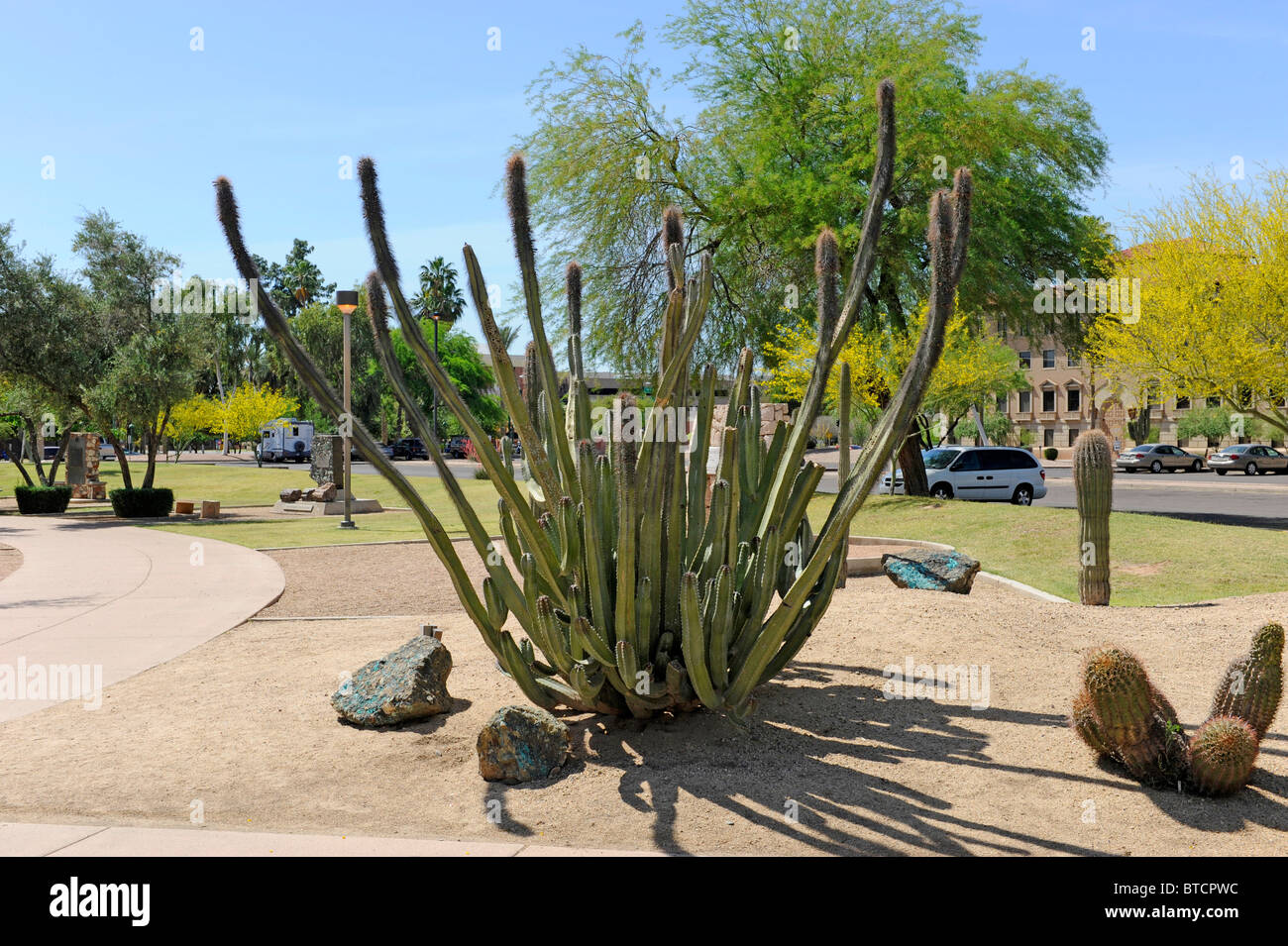 Cactus in Downtown Phoenix Arizona Stock Photo Alamy