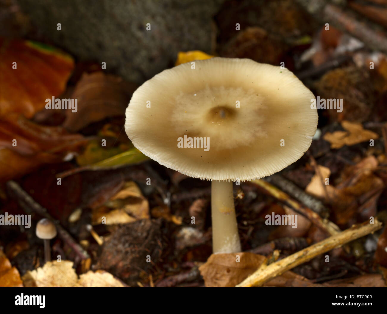 Butter cap mushroom (Collybia butyracea Stock Photo Alamy