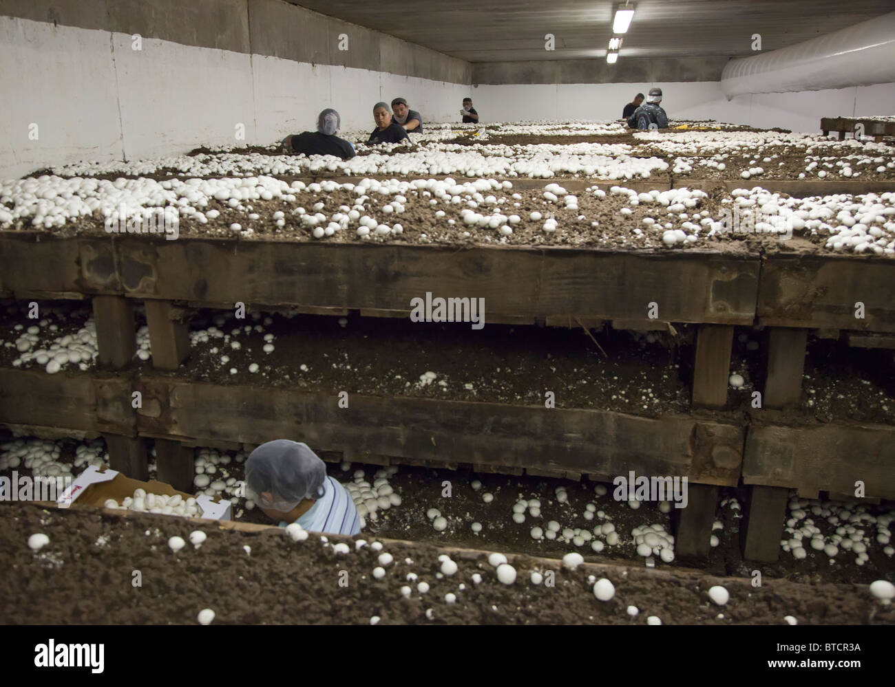 Mushroom farm hires stock photography and images Alamy