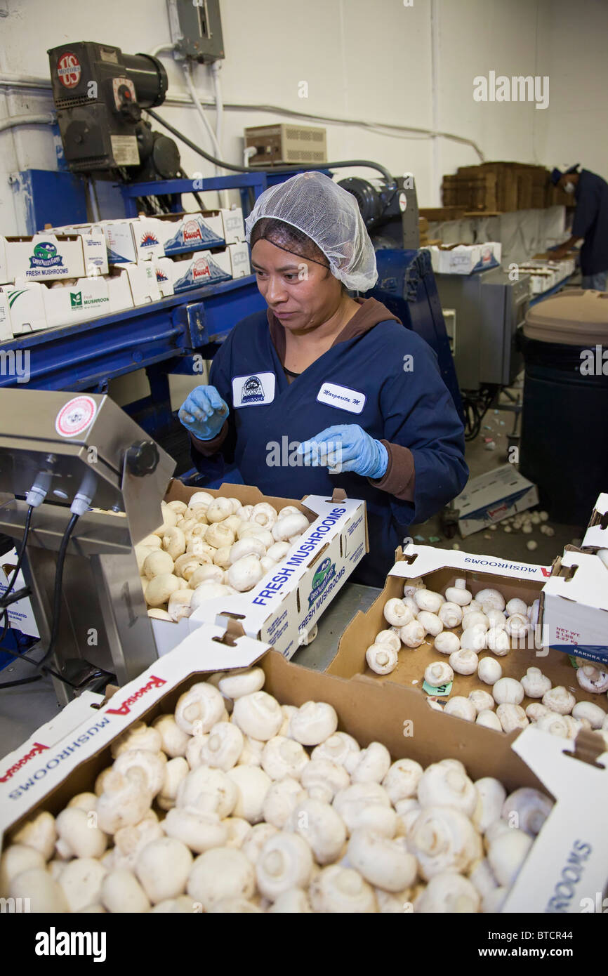 Alamosa, Colorado A worker weighs and packs mushrooms at the Rakhra