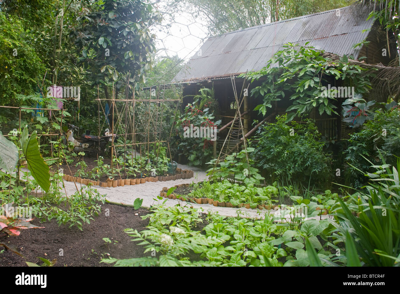 Hut House Rainforest Eden Project United Kingdom Stock Photo