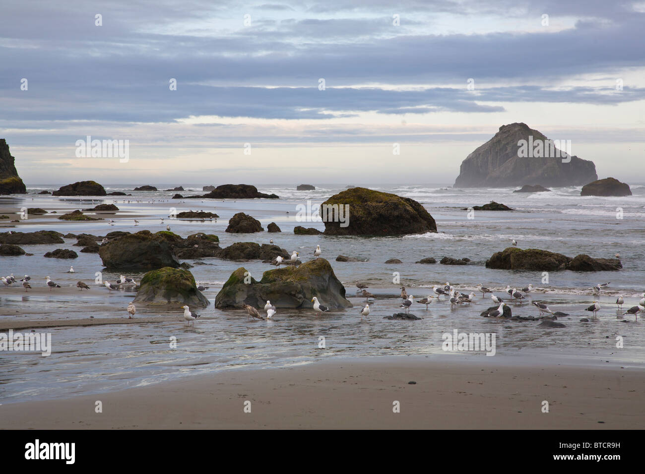 Birds on the beach at low tide at Bandon Beach with seastacks on the Pacific Ocean coast of Bandon Oregon Stock Photo