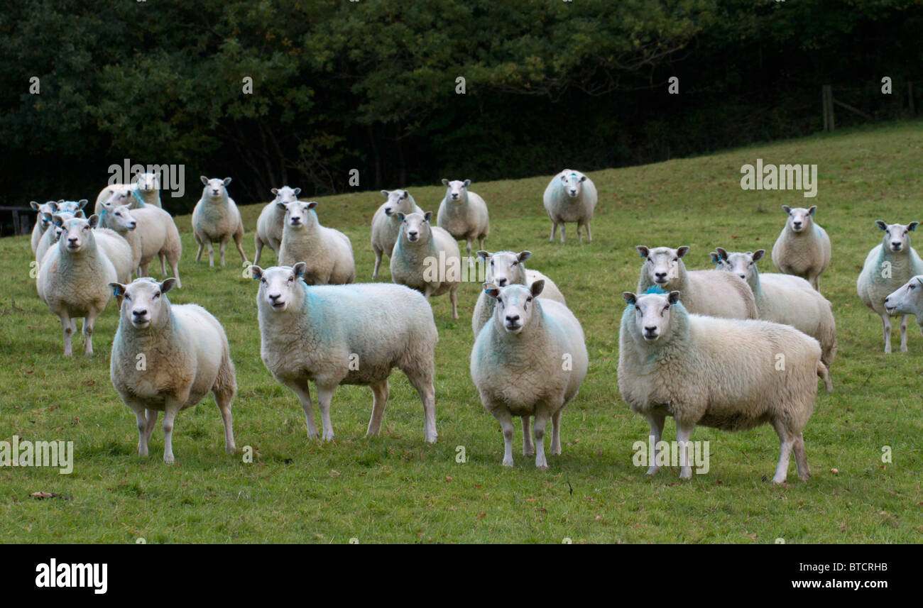 A flock of sheep looking towards the camera Stock Photo - Alamy