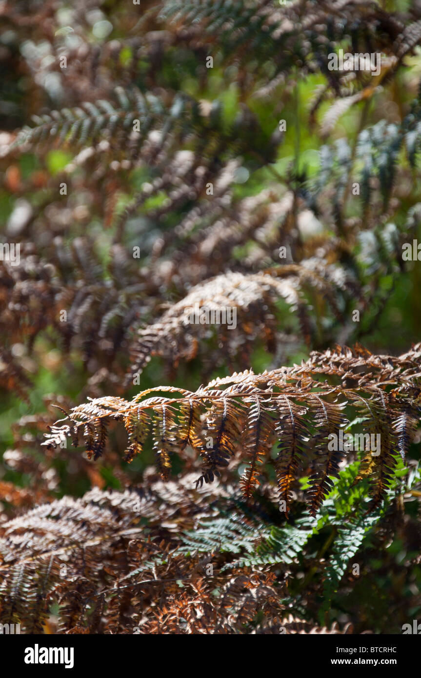 Green and brown ferns on a Scottish hillside Stock Photo