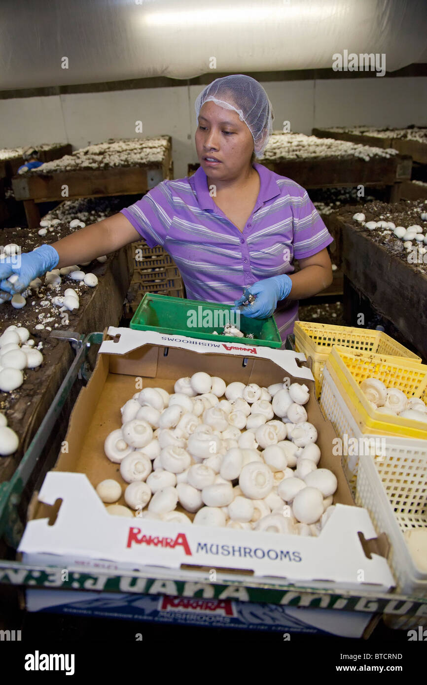 Alamosa, Colorado A worker picks mushrooms at the Rakhra Mushroom
