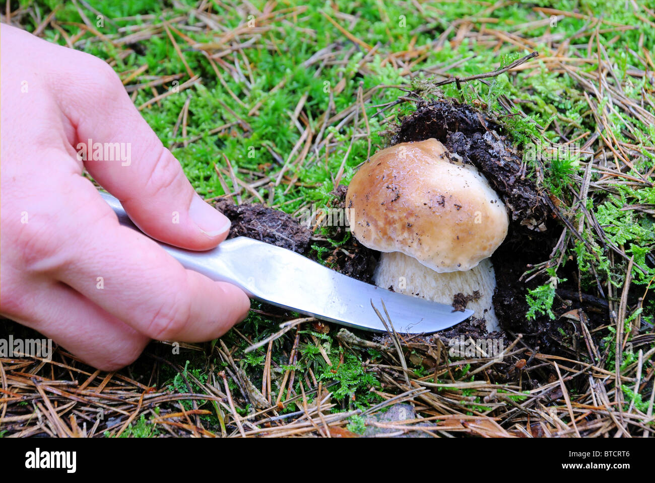 Steinpilz - cep 30 Stock Photo - Alamy