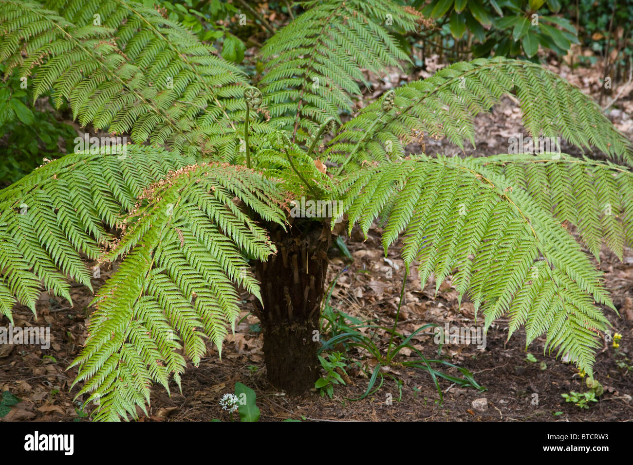 Tree Fern Cyathea sp. Spring Trelissick Garden United Kingdom Stock Photo