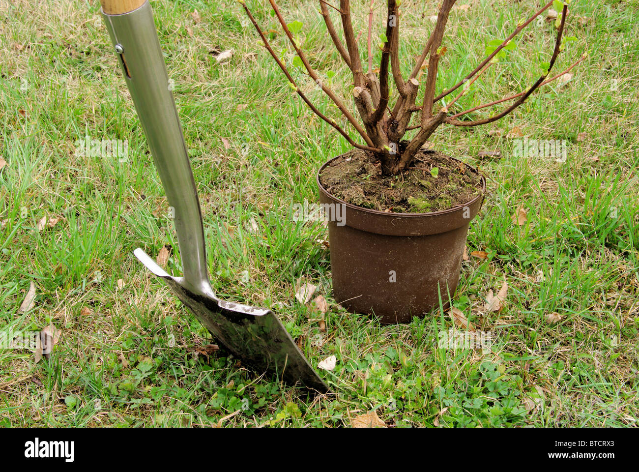 Strauch einpflanzen - planting a shrub 01 Stock Photo