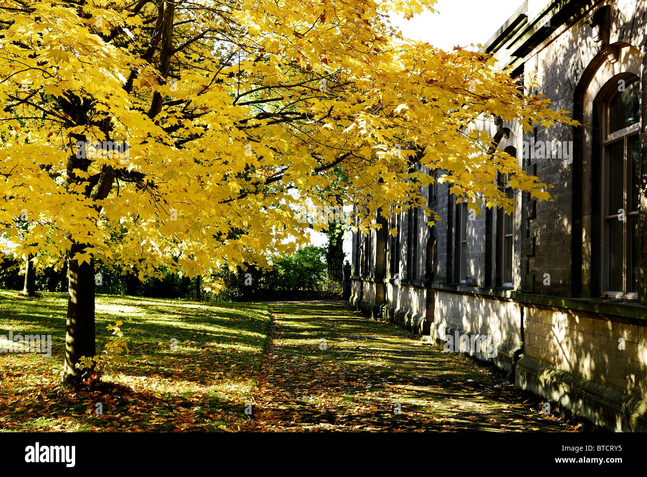 Beautiful yellow leaves on a maple tree Stock Photo - Alamy