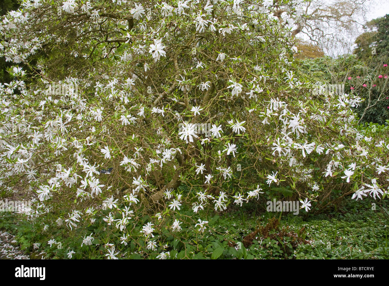 Magnolia stellata Tree Trelissick Garden United Kingdom Stock Photo