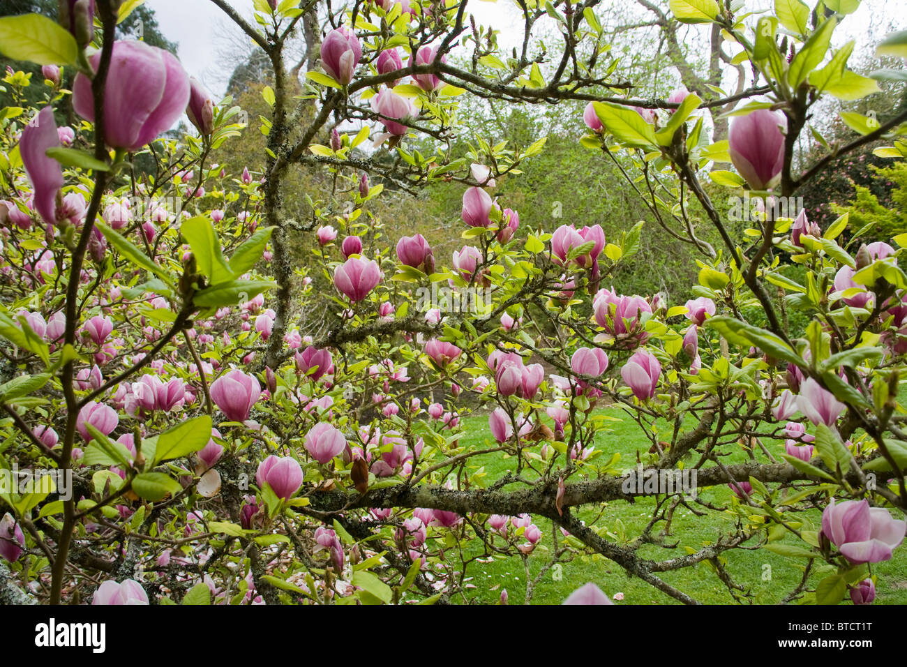 Magnolia x soulangeana Tree Trelissick Garden United Kingdom Stock Photo