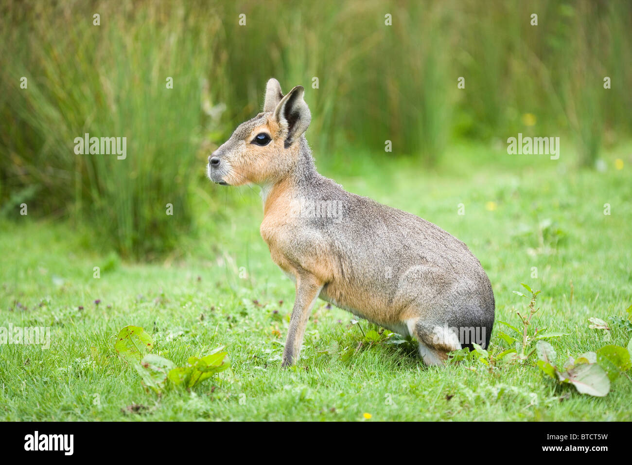 Patagonian Hare, or Mara (Dolichotis patagonum). Stock Photo