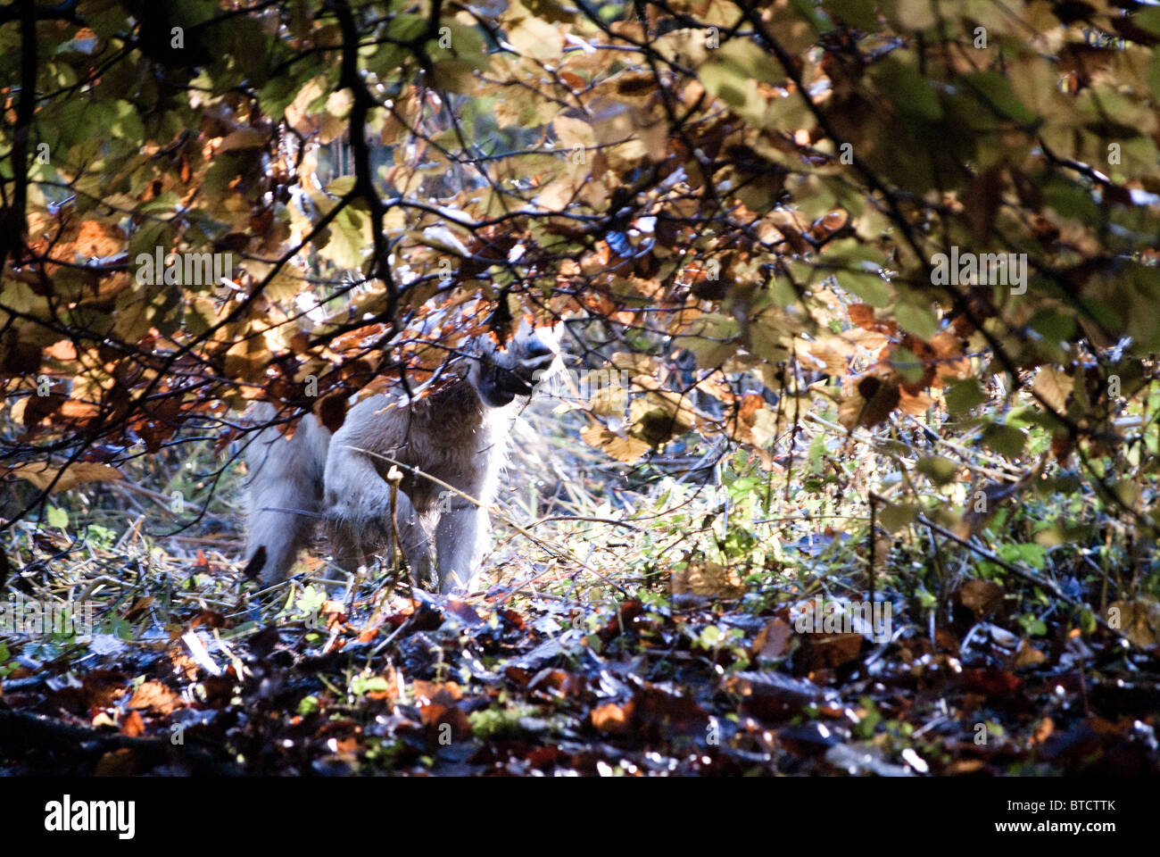 A golden retriever in the gold leaves of autumn Stock Photo - Alamy