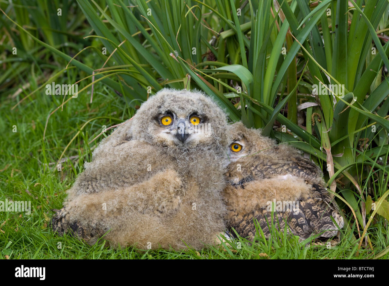 Baby owls hires stock photography and images Alamy