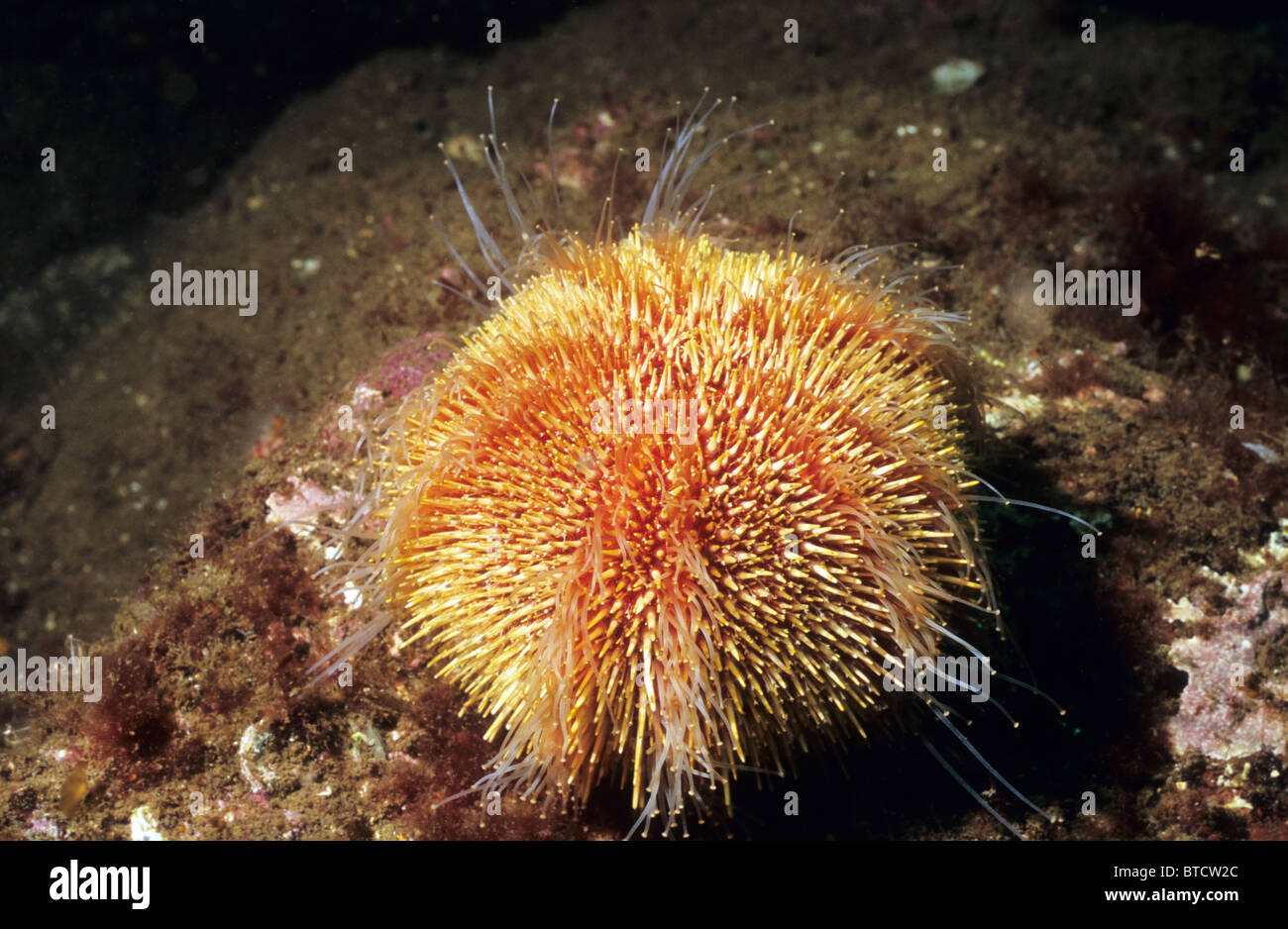 Sea Urchin, Common or Edible. Underwater marine life off the coast of Scotland Stock Photo