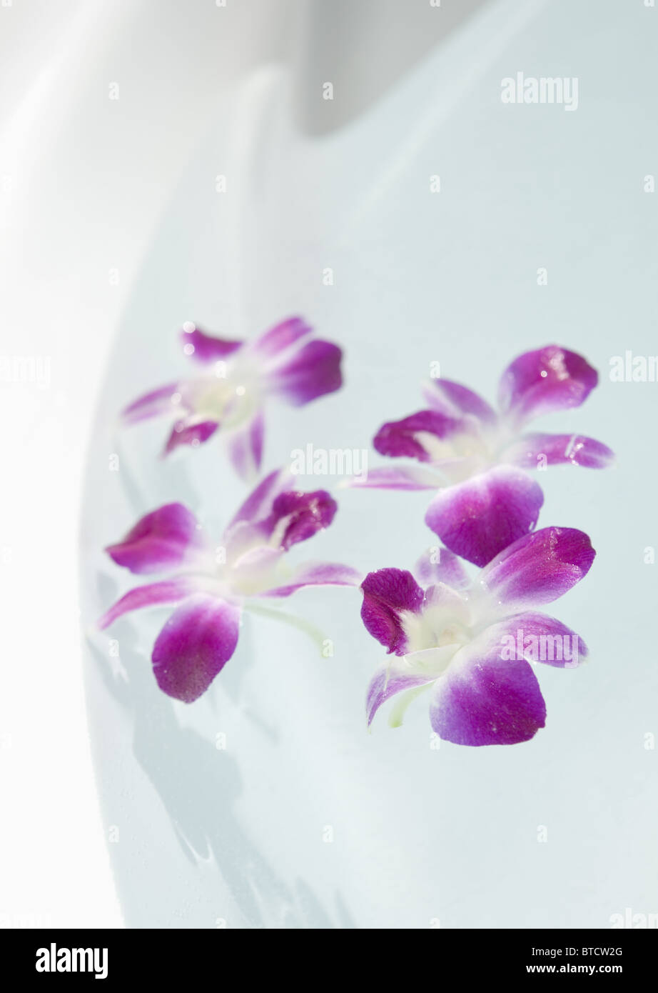 Flower petals floating in a bathtub Stock Photo Alamy
