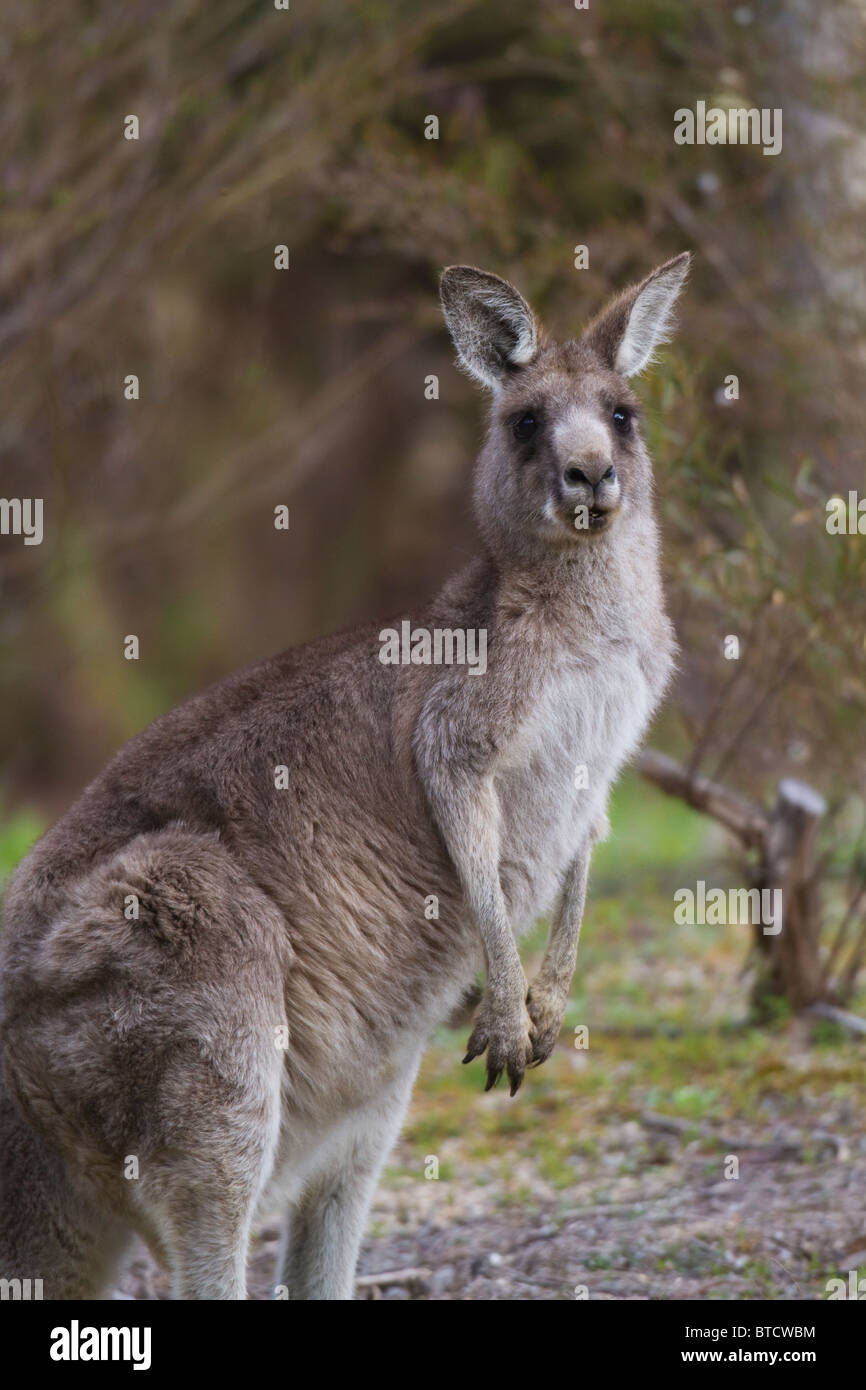 female Eastern Grey Kangaroo (Macropus giganteus) Stock Photo