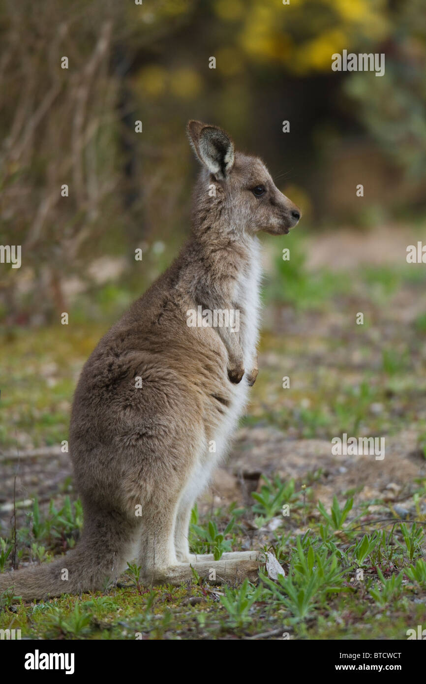 young Eastern Grey Kangaroo (Macropus giganteus) joey Stock Photo