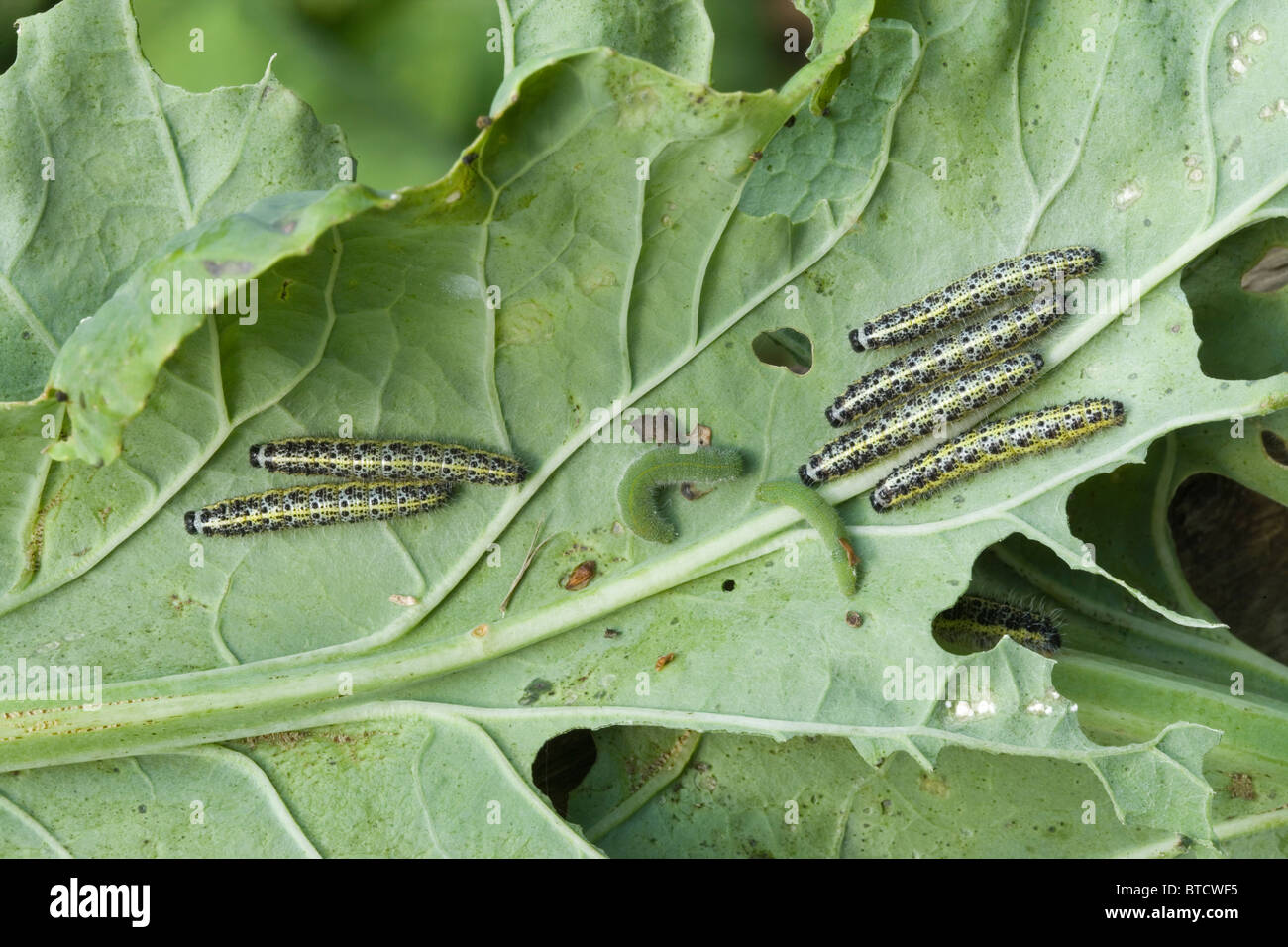 Cabbage White Butterfly (Pieriis brassicae). Larvae or caterpillars on underside of Cauliflower leaf. Note larva of two ages, Stock Photo