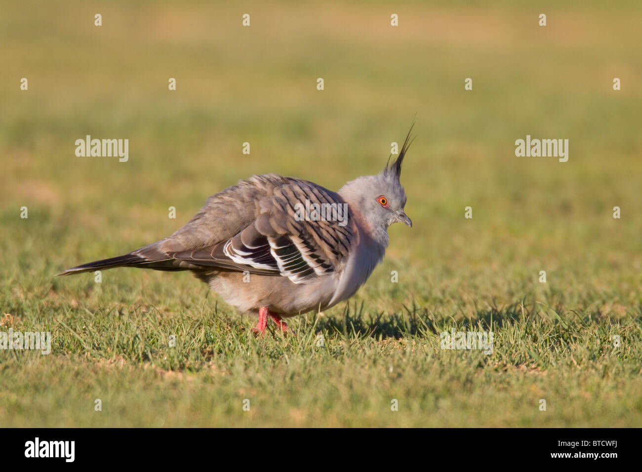 Crested Pigeon (Ocyphaps lophotes) walking on a lawn Stock Photo