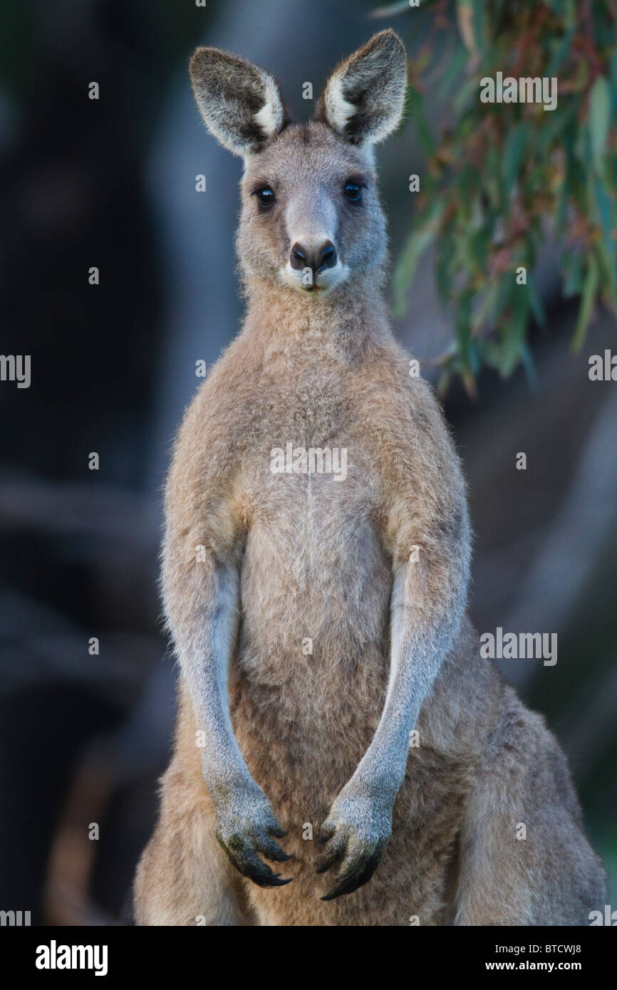 male Eastern Grey Kangaroo (Macropus giganteus) Stock Photo