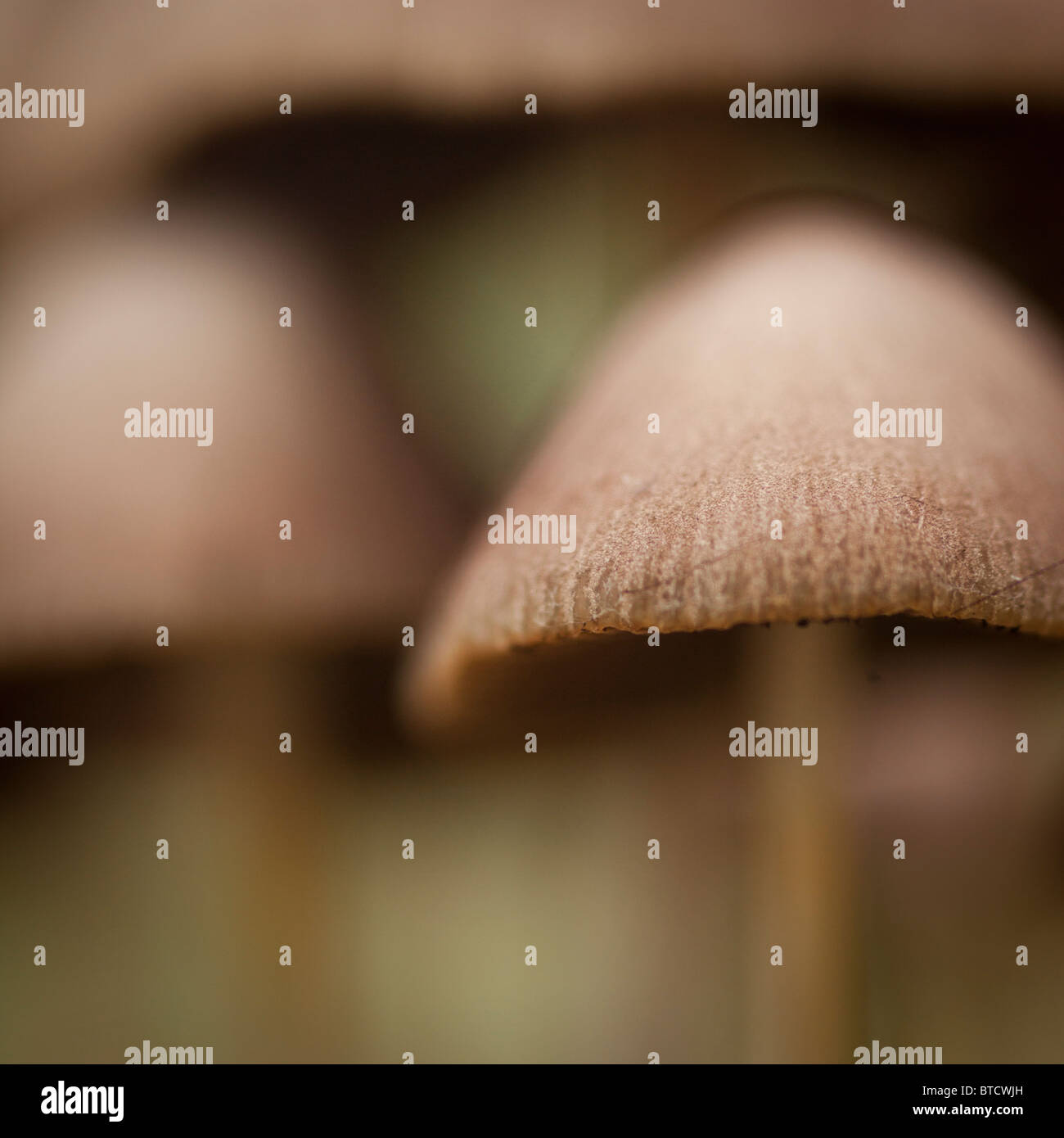 Creative image of brown caps of fungi taken with a shallow depth of field Stock Photo