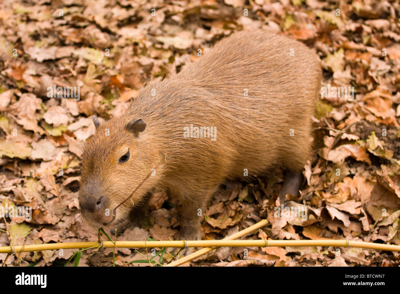 Kapibara eating leaves from the bamboo tree branch. Stock Photo