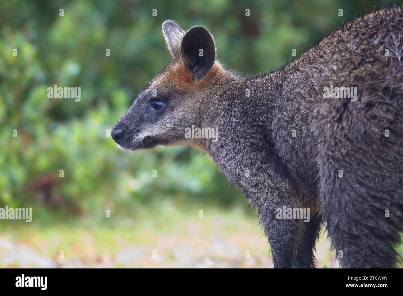 Swamp Wallaby (Wallabia Bicolor Stock Photo - Alamy